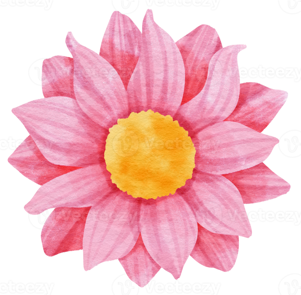 fiore rosa dipinto ad acquerello per elemento decorativo png