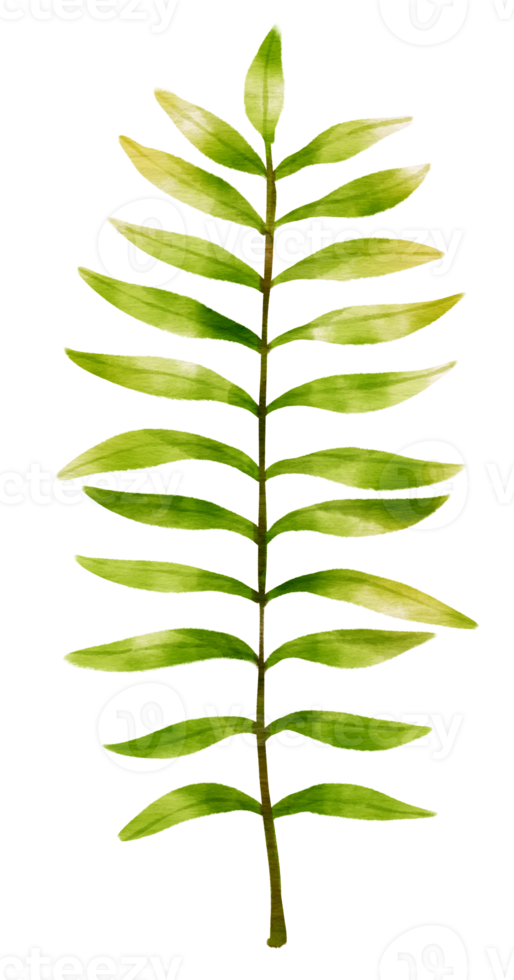 rama de estilo acuarela de hoja verde para elemento decorativo png