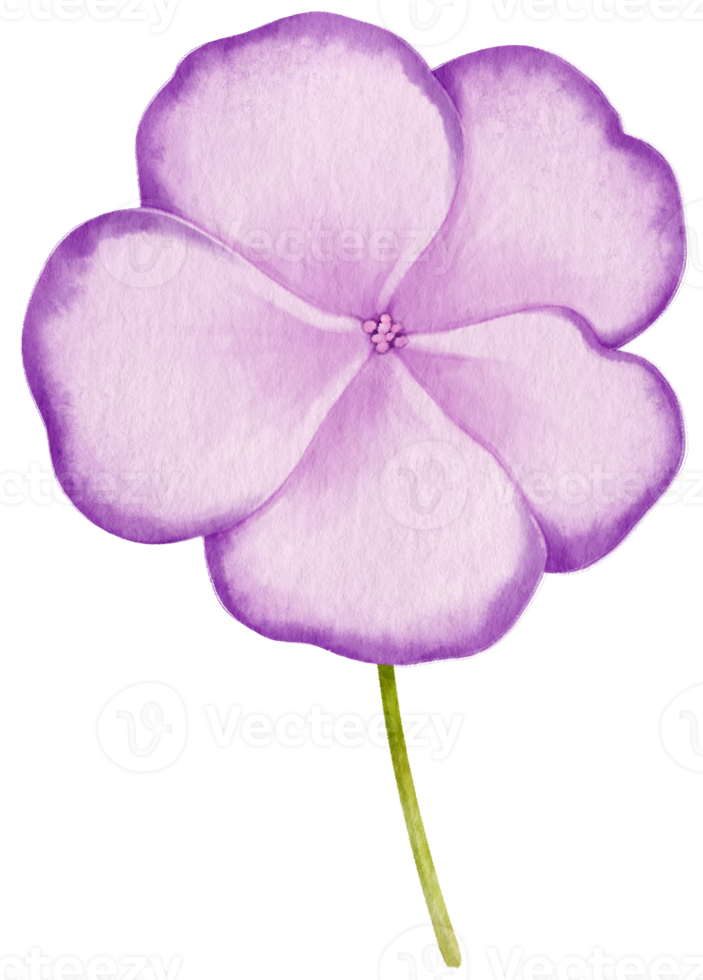 ilustración de acuarela de flores de color púrpura png