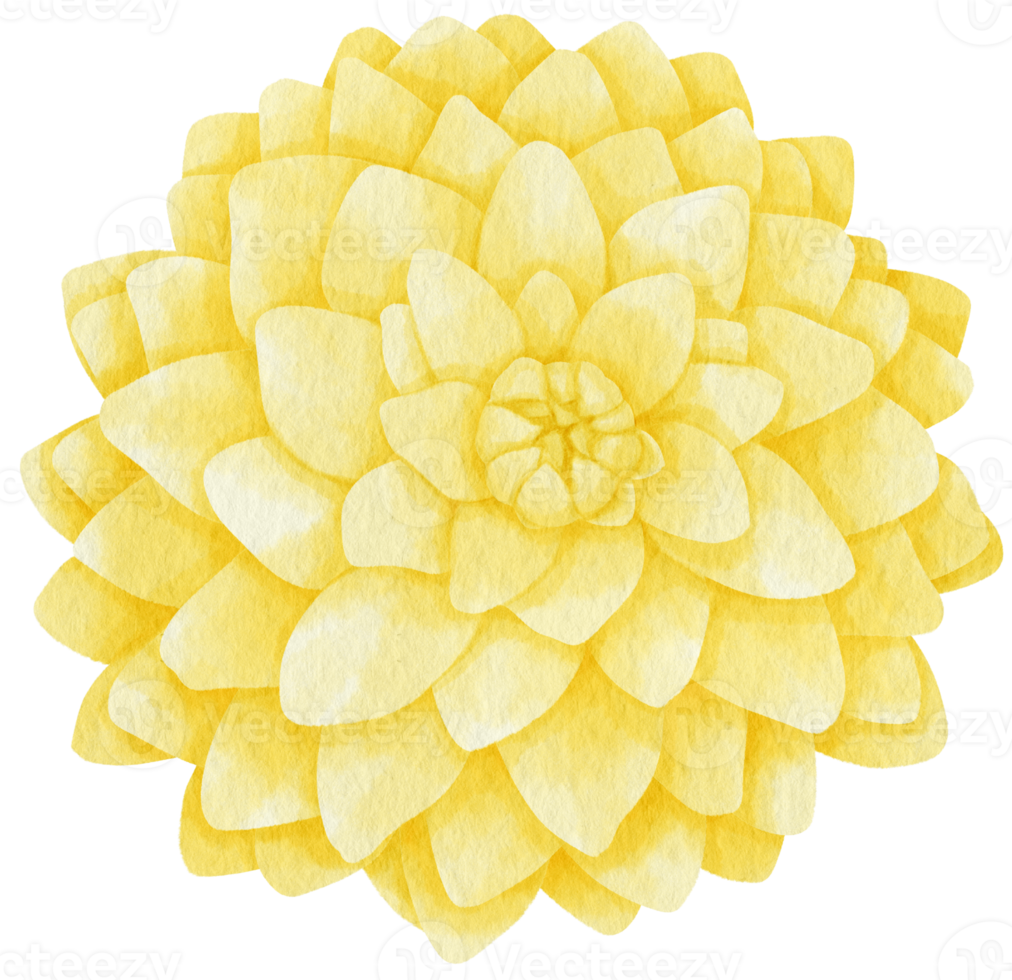 Yellow dahlia flowers watercolor illustration png