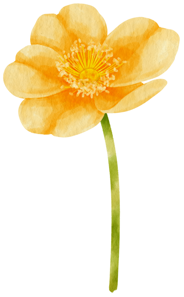 ilustración acuarela flores amarillas png