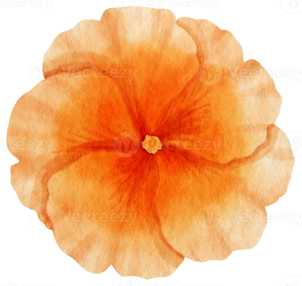 Orange flower watercolor painted for Decorative Element png