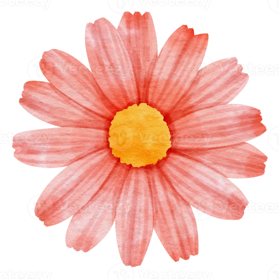 Red flower watercolor painted for Decorative Element png