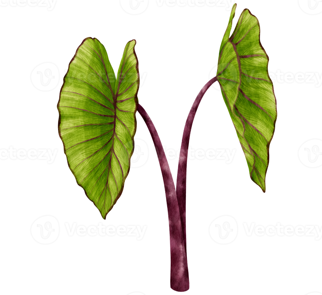 Colocasia tropical plant watercolor illustration png