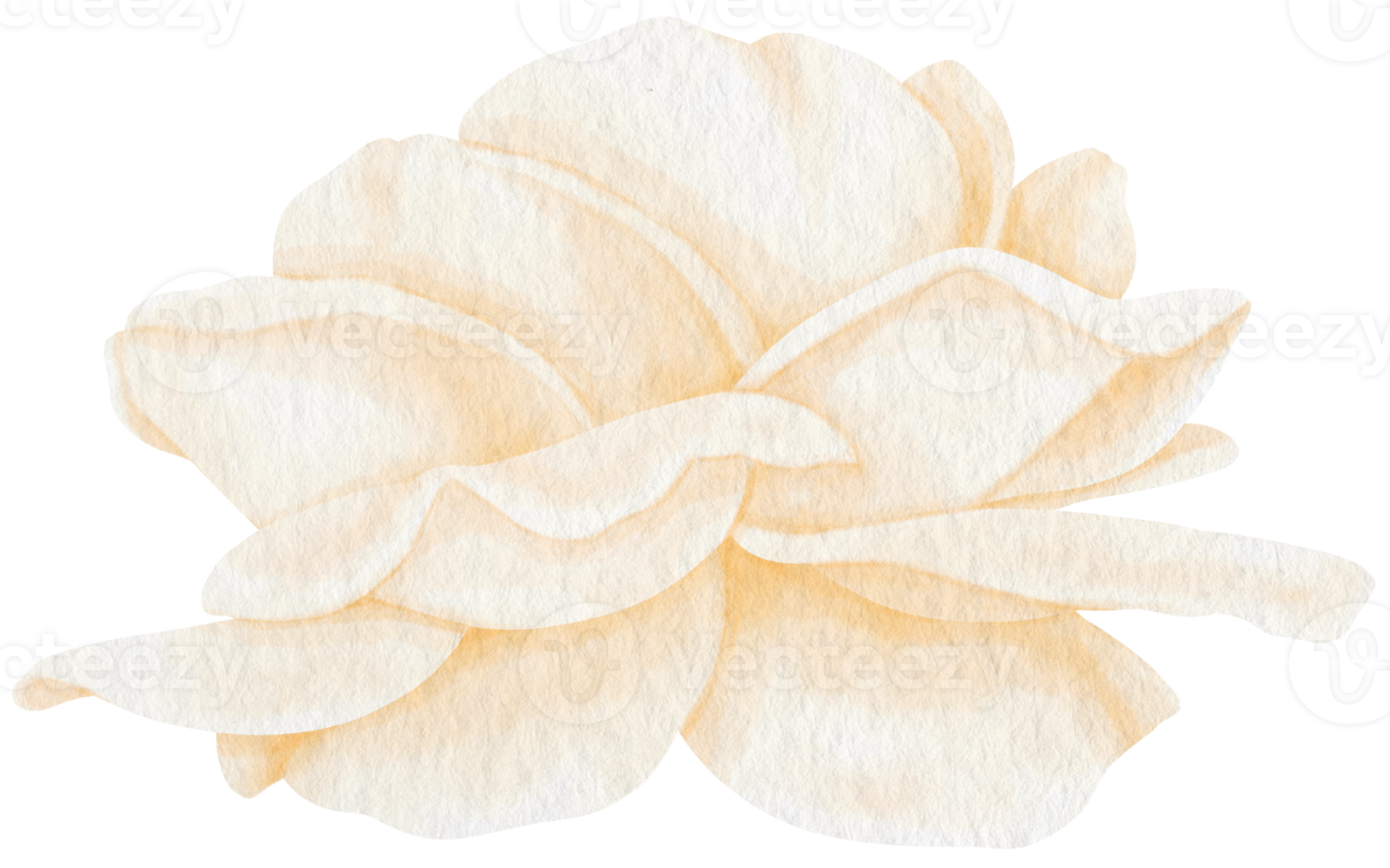 White rose flower watercolor style for Decorative Element png