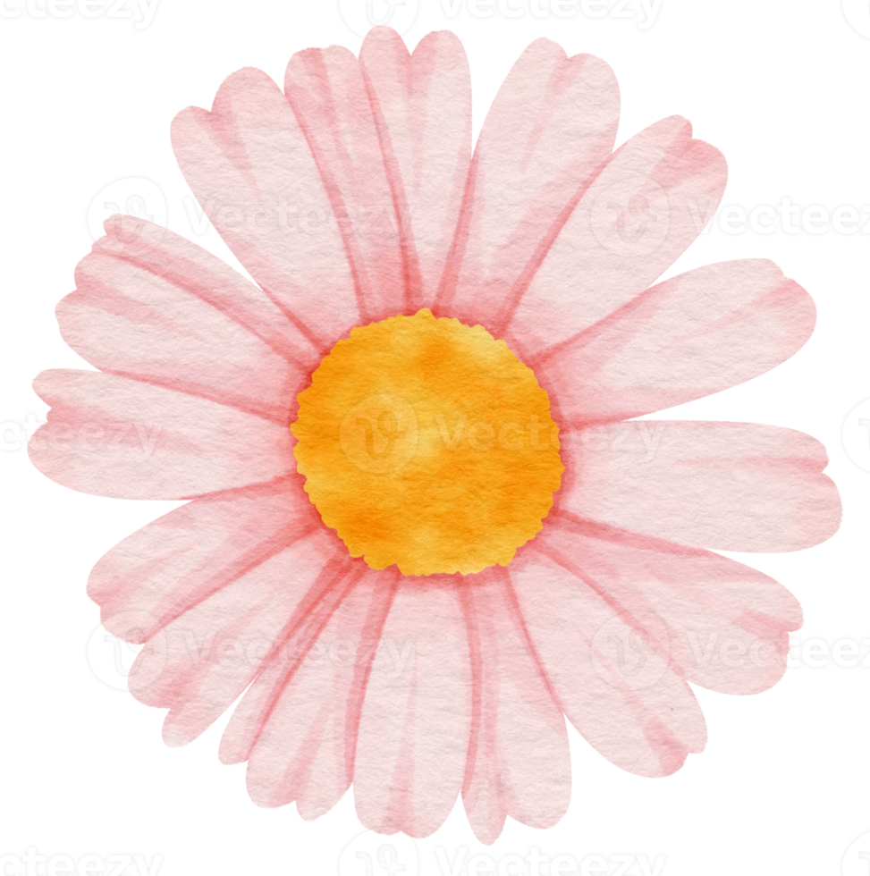 Pink flower watercolor painted for Decorative Element png