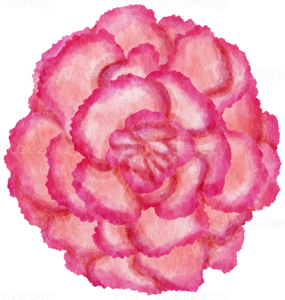 Pink flower watercolor painted for Decorative Element png