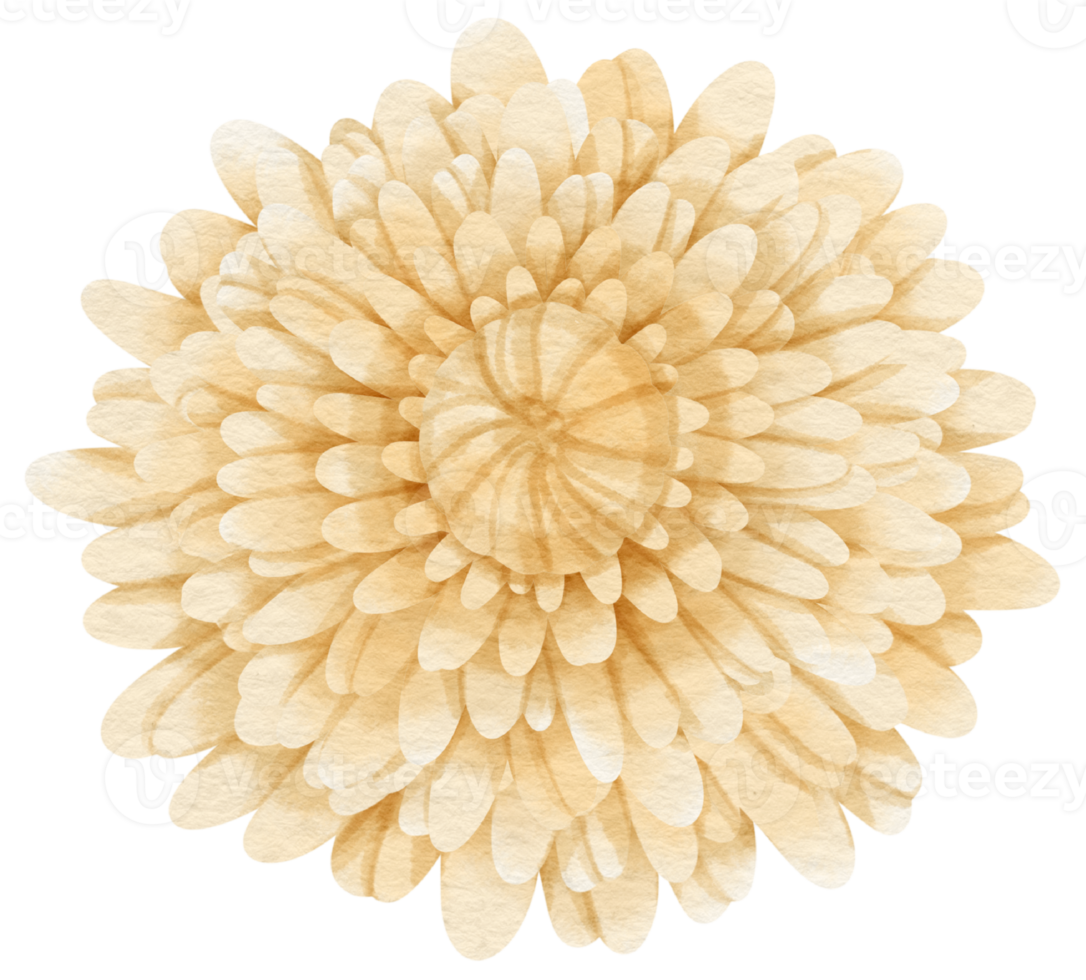 White flower watercolor painted for Decorative Element png