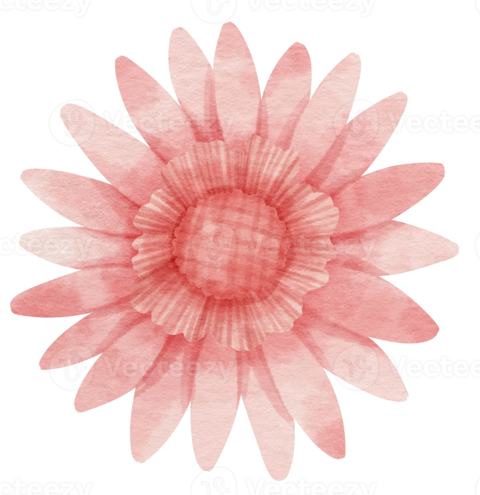 Pink flower watercolor painted for Decorative Element png