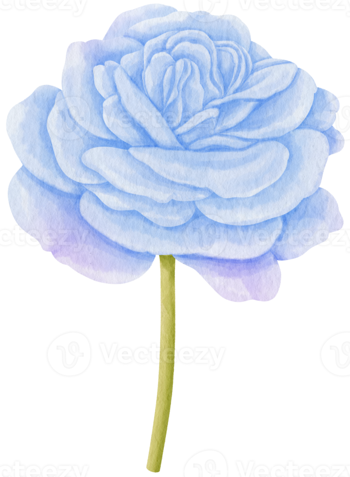 illustrazione dell'acquerello di fiori blu rosa png