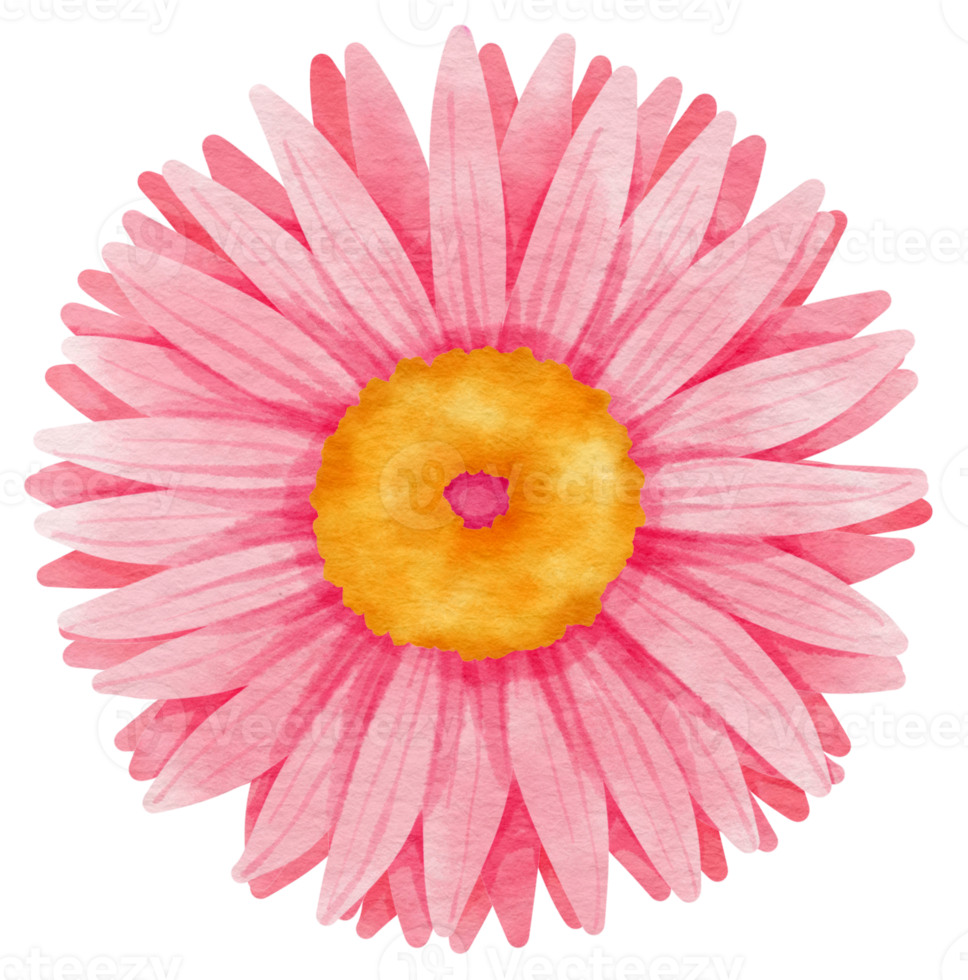 Pink flower watercolor painted for Decorative Element png