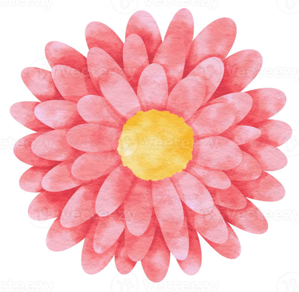 Pink flower watercolor painted for Decorative Element png