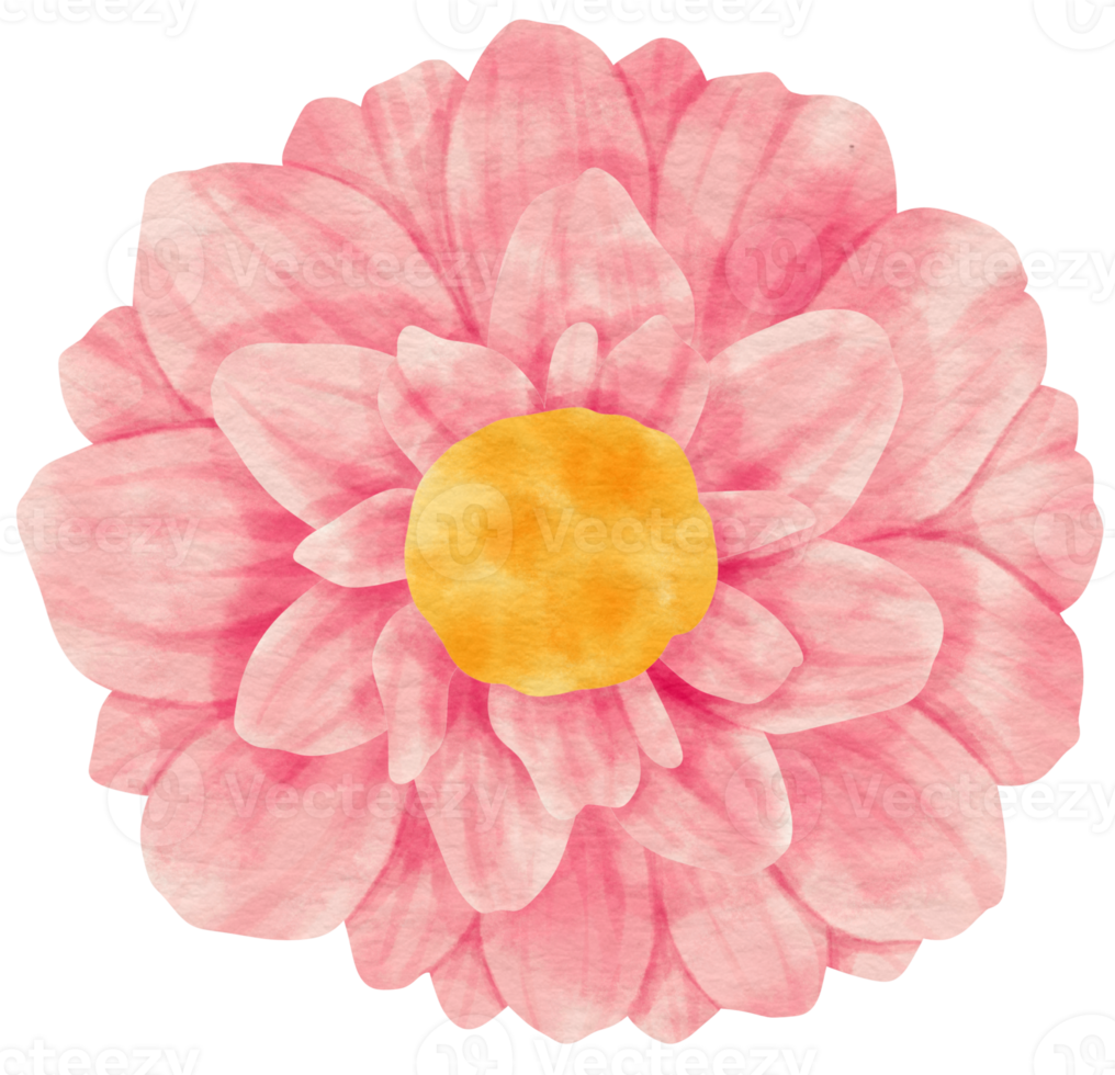 Pink flower watercolor painted for Decorative Element png