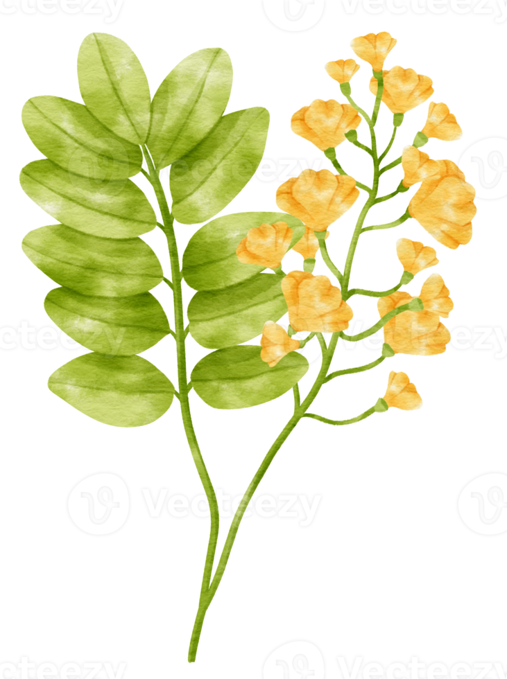 branche de fleur de fleur jaune avec des feuilles de style aquarelle pour élément décoratif png