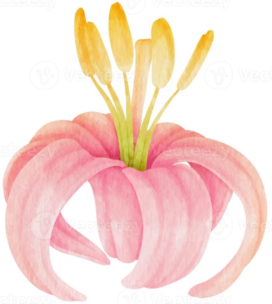 ilustración de acuarela de flores de lirio rosa png
