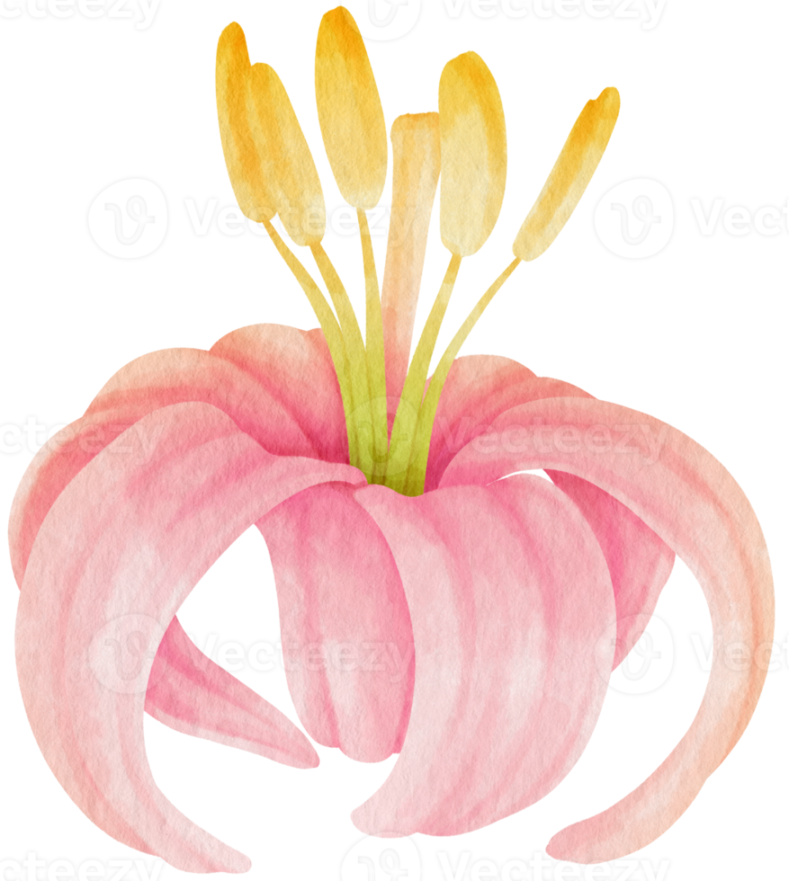 Pink lily flowers watercolor illustration png