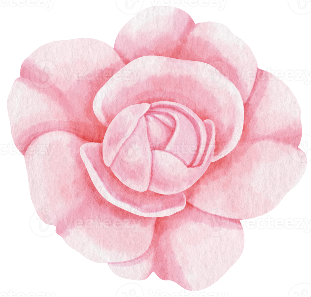 illustration aquarelle de fleurs roses roses png