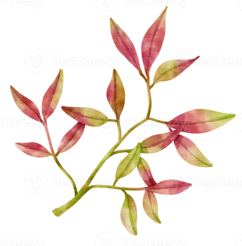 Branch of pink autumn Leaf  watercolor style for Decorative Element png