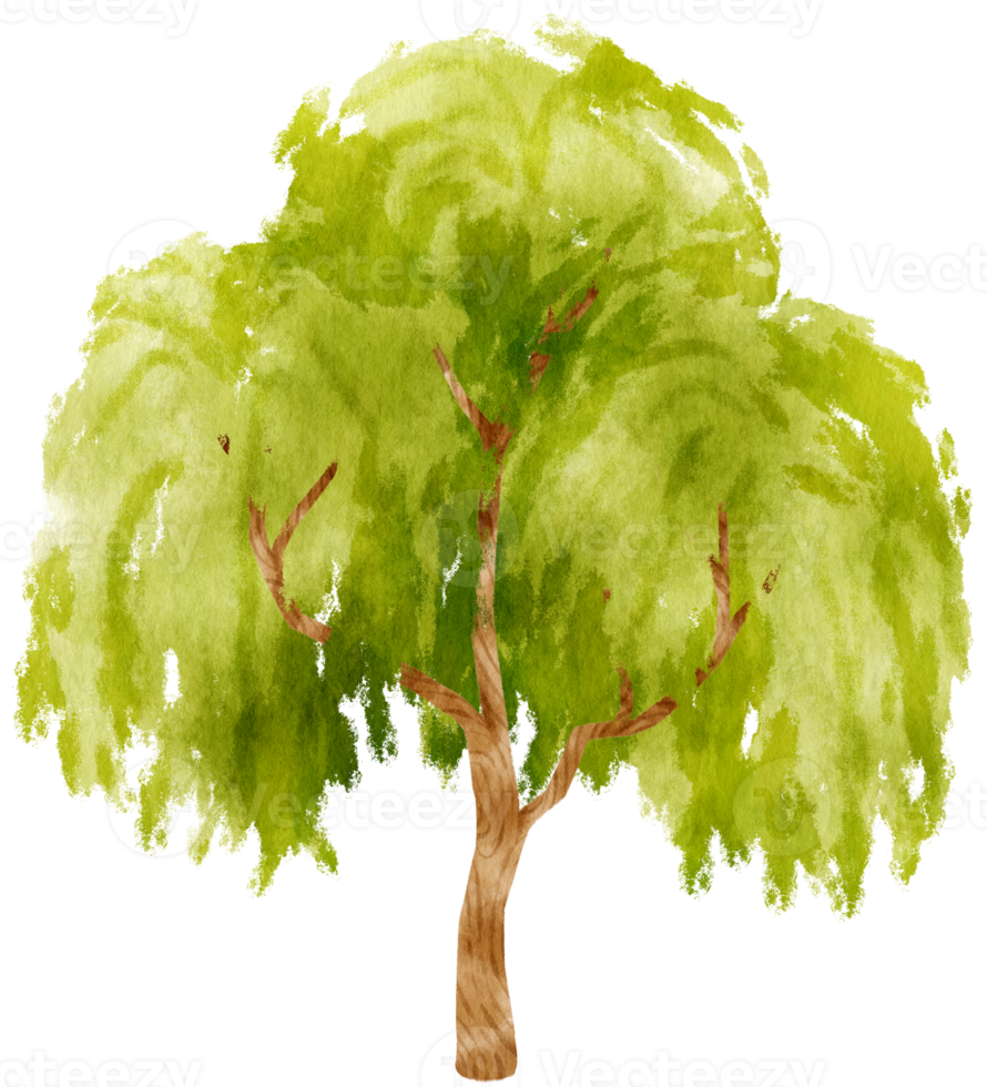 illustrazione dell'acquerello dell'albero per elemento decorativo png