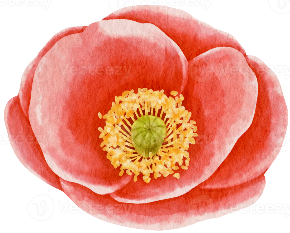 Red poppy flower watercolor style for Decorative Element png