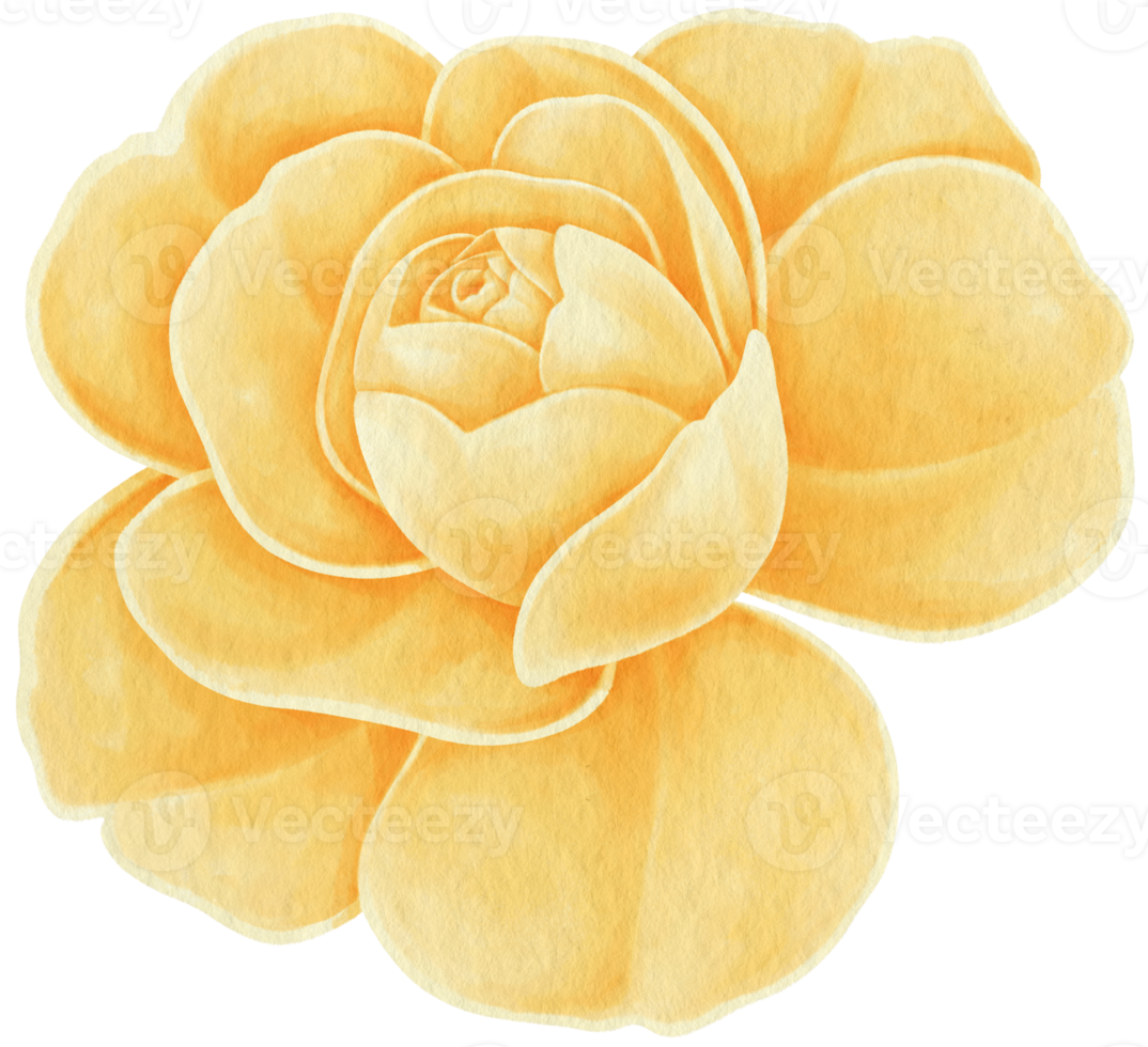Yellow rose flowers watercolor illustration png