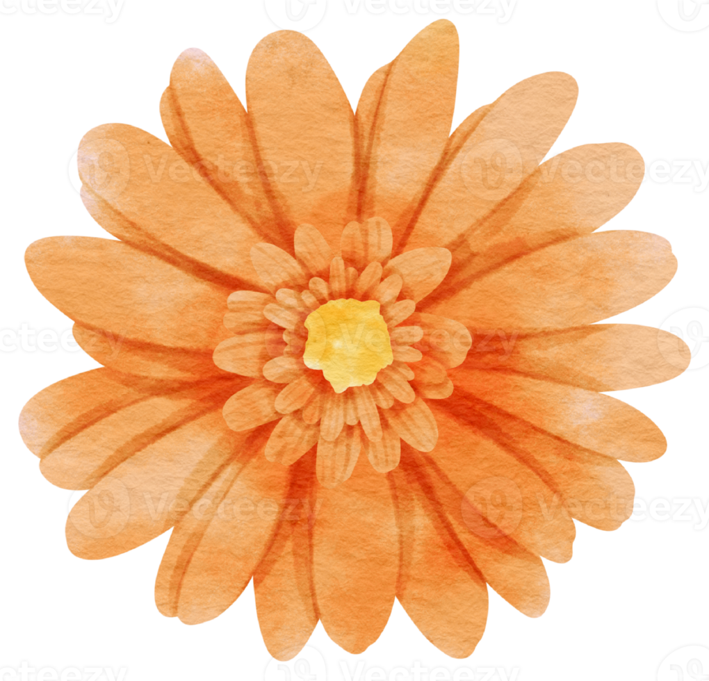Orange flower watercolor painted for Decorative Element png