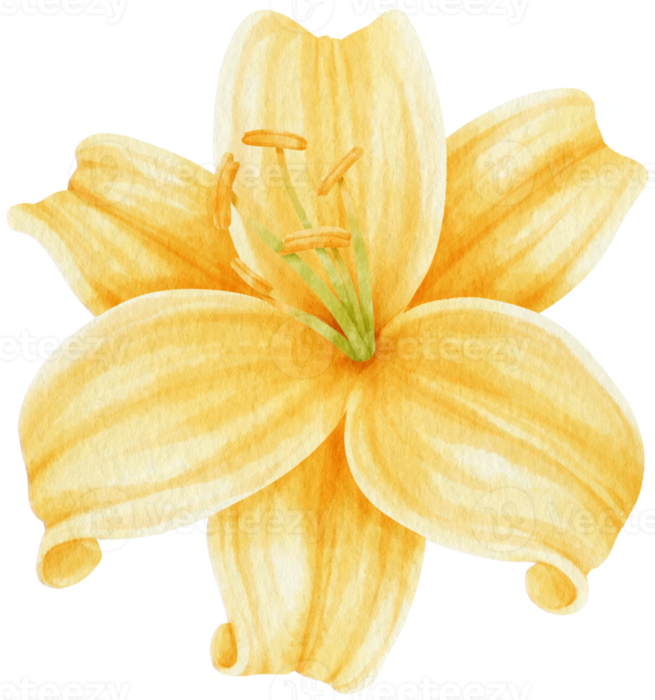 ilustração em aquarela de flores de lírio amarelo png
