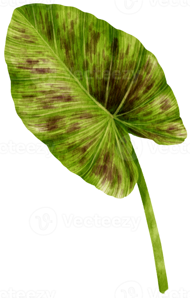 Colocasia tropical leaf watercolor illustration png