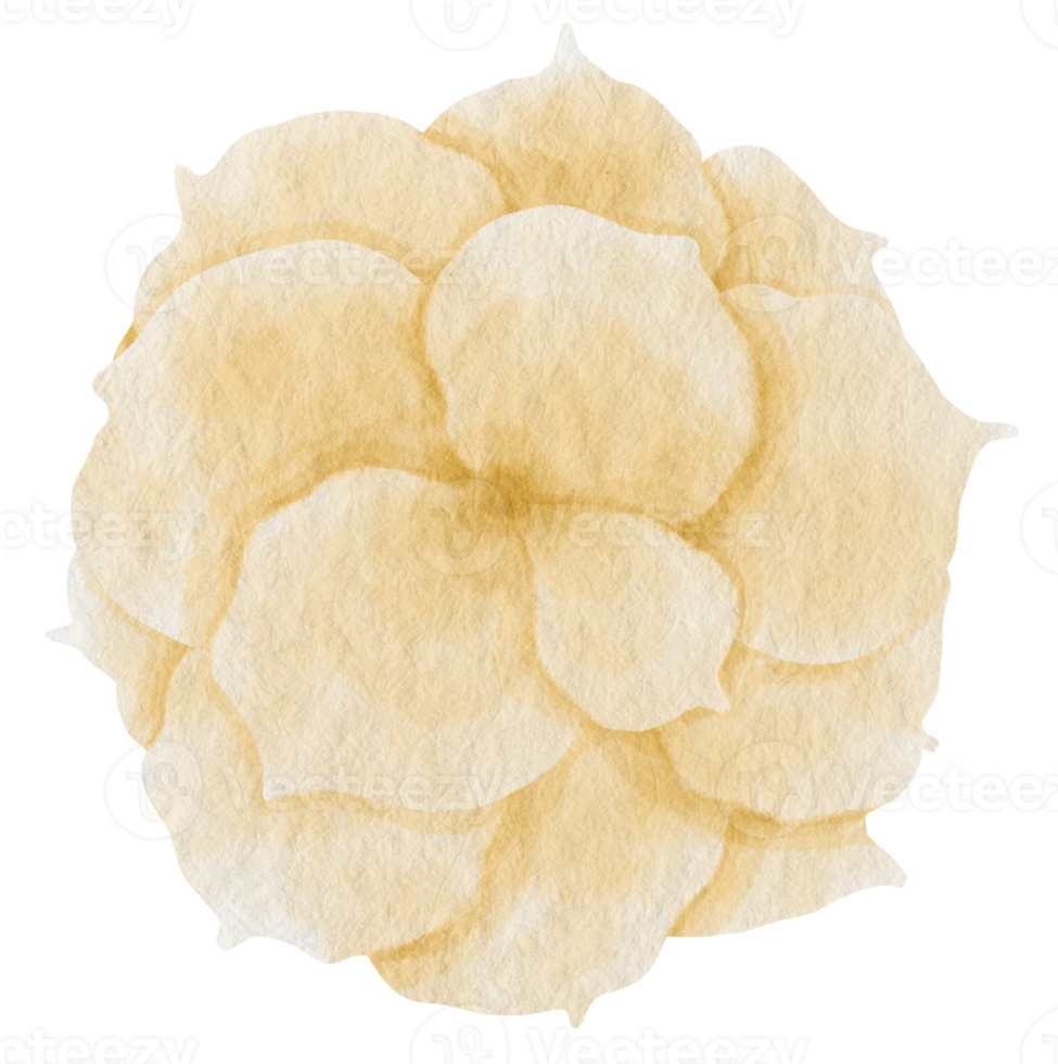White rose flower watercolor painted for Decorative Element png