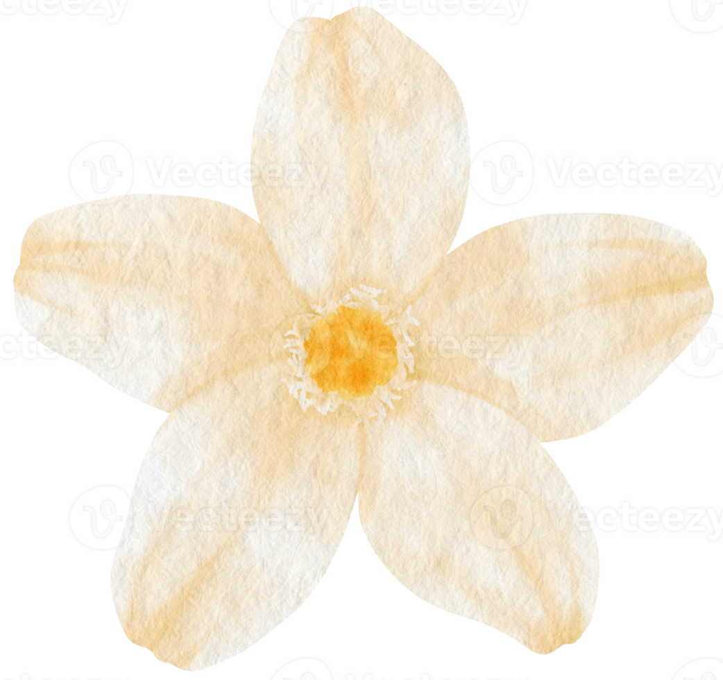 acuarela de flor blanca pintada para elemento decorativo png