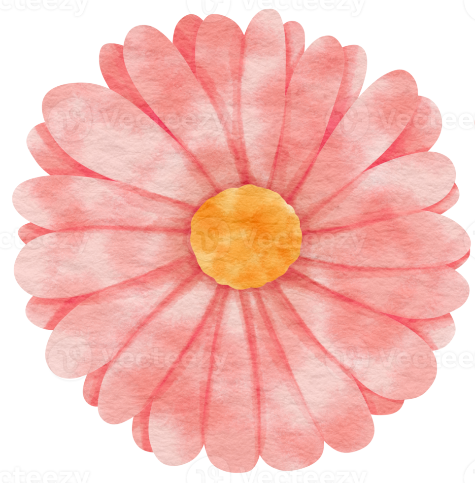 Pink flower watercolor painted for Decorative Element png