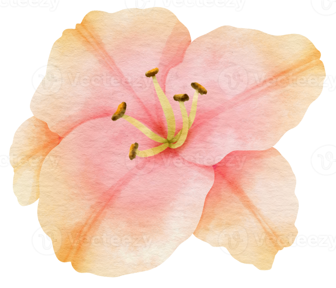 Pink flower watercolor painted for Decorative Element png