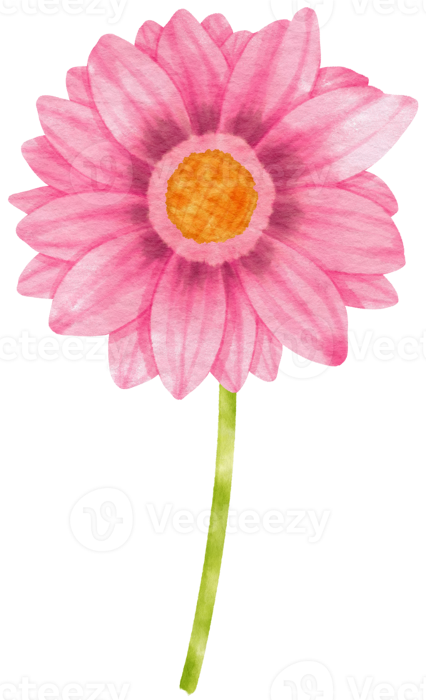Pink gerbera flowers watercolor illustration png