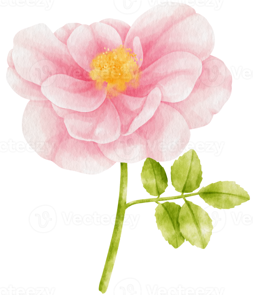 rosa ros blommor akvarell illustration png