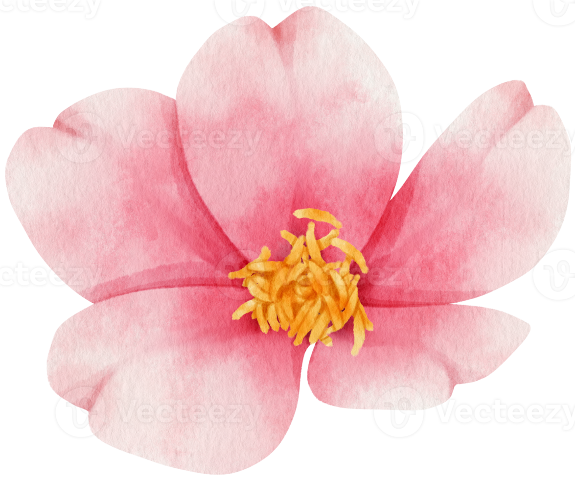 rosa blommor akvarell illustration png