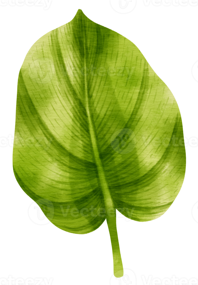 Tropical Green Leaf  watercolor style for Decorative Element png