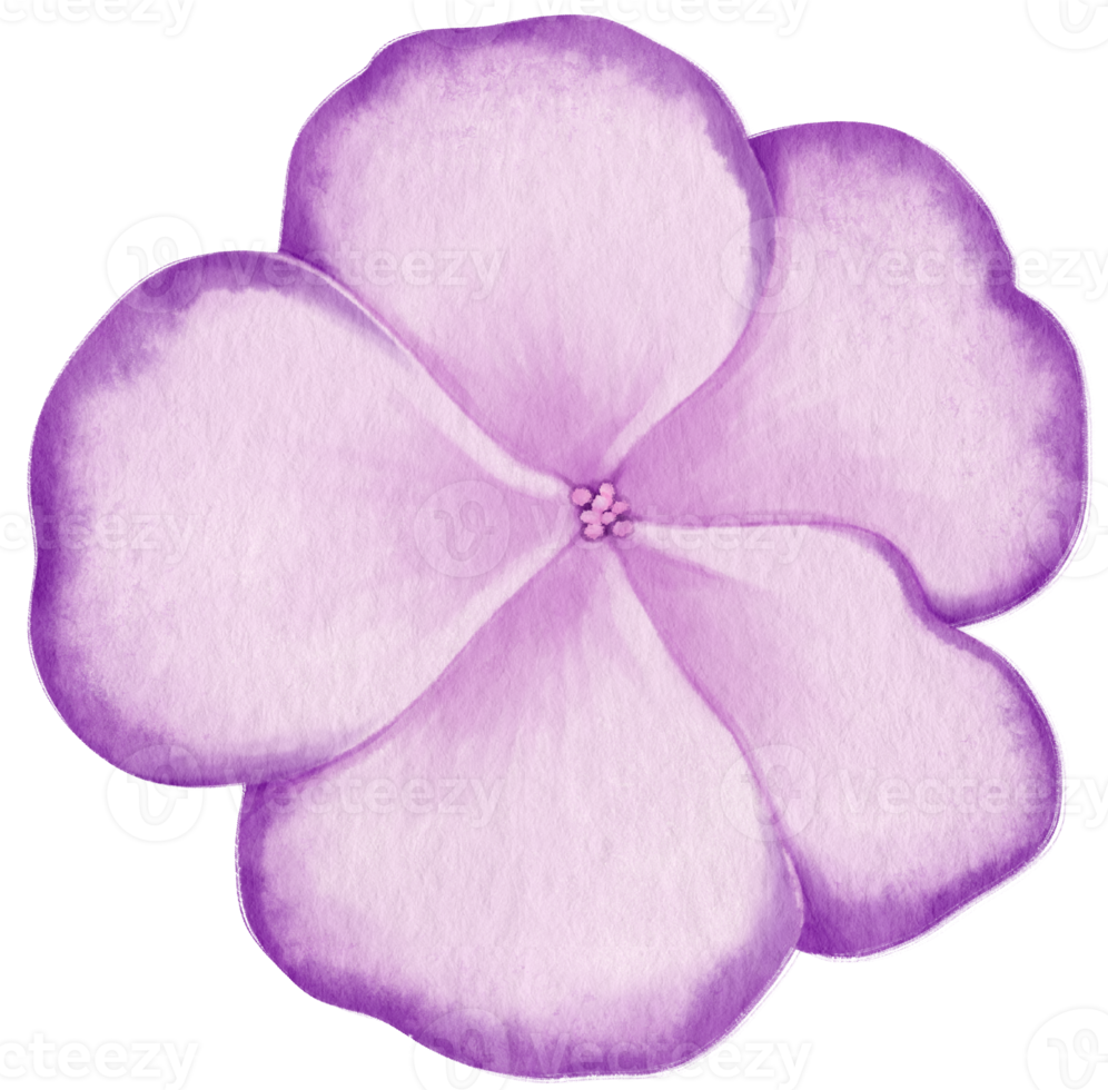 Purple flowers watercolor illustration png