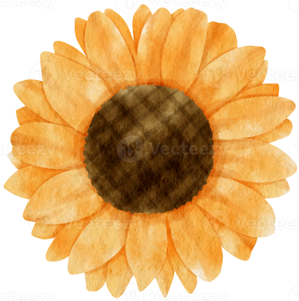 Orange sunflower watercolor painted for Decorative Element png