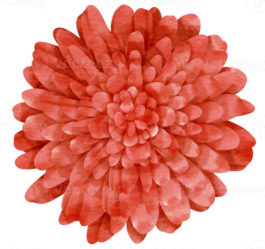 Red flower watercolor painted for Decorative Element png