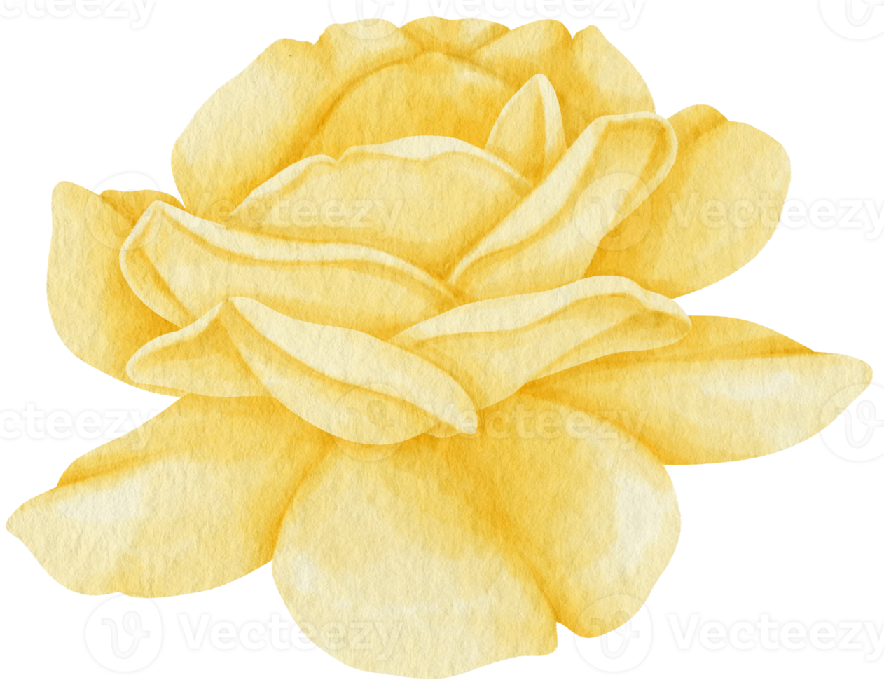 Yellow rose flower watercolor style for Decorative Element png