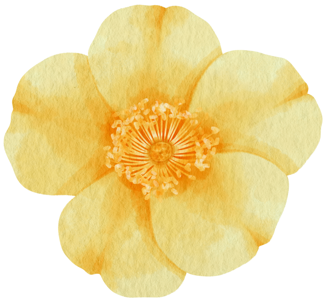 Yellow rose flower watercolor style for Decorative Element png