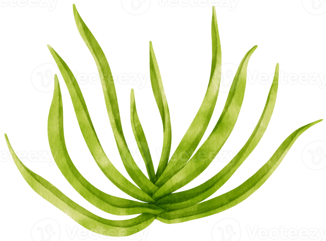 succulent plant watercolor illustration png
