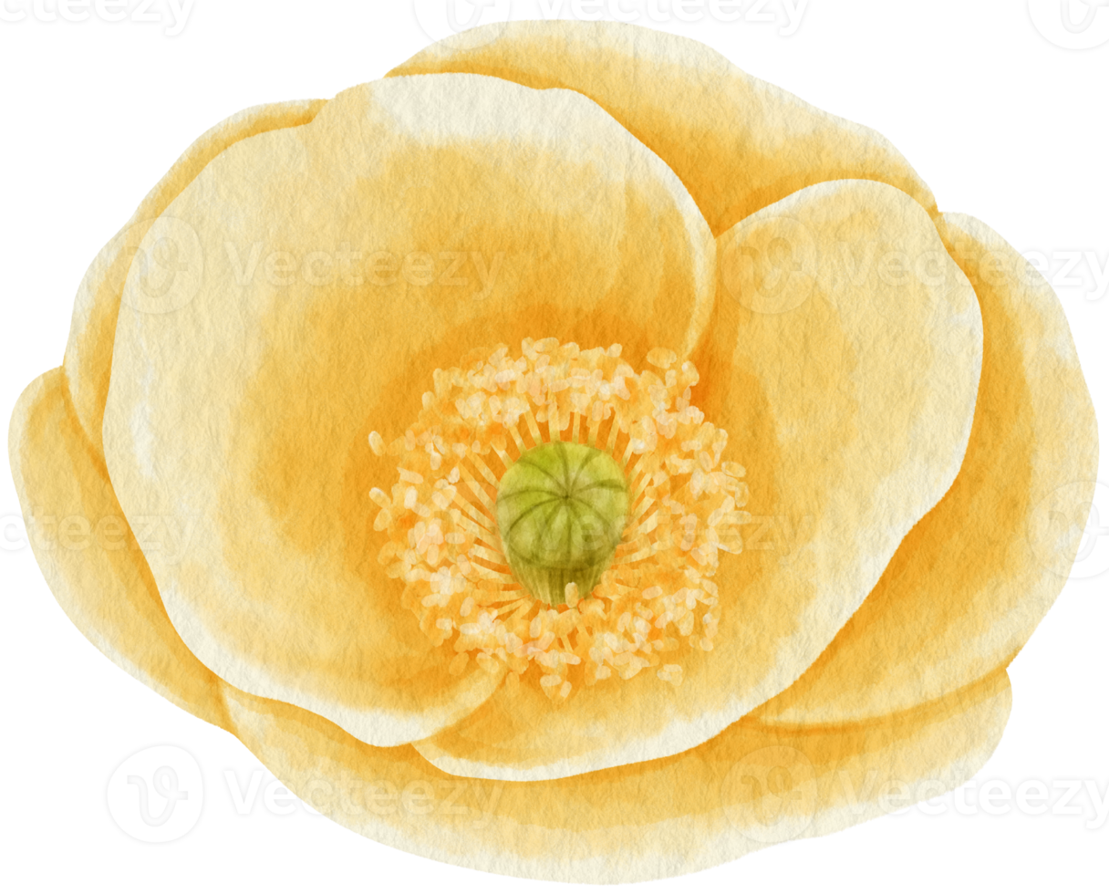 Yellow poppy flower watercolor style for Decorative Element png