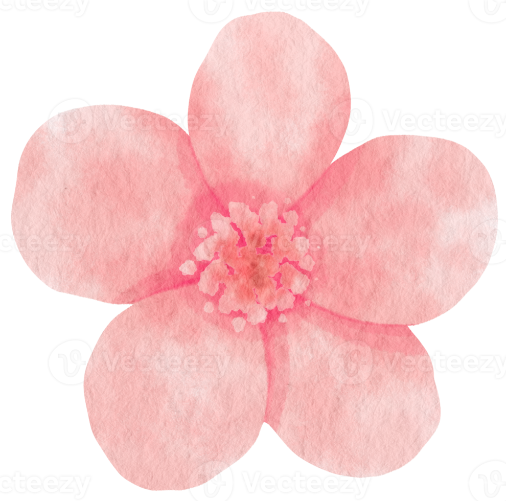 Pink flower watercolor painted for Decorative Element png