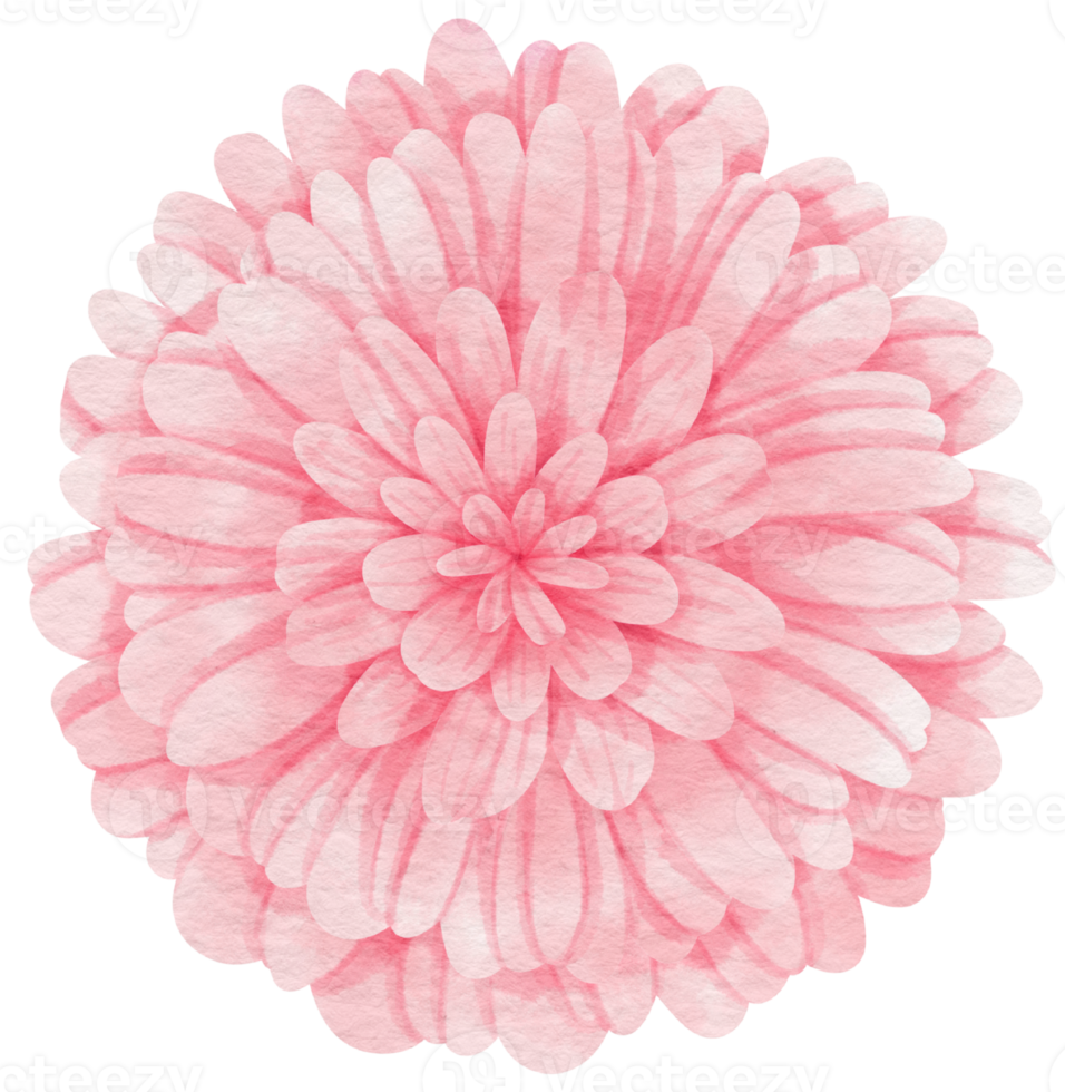 Pink flower watercolor painted for Decorative Element png