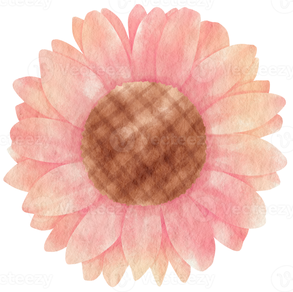 aquarela de flor rosa pintada para elemento decorativo png