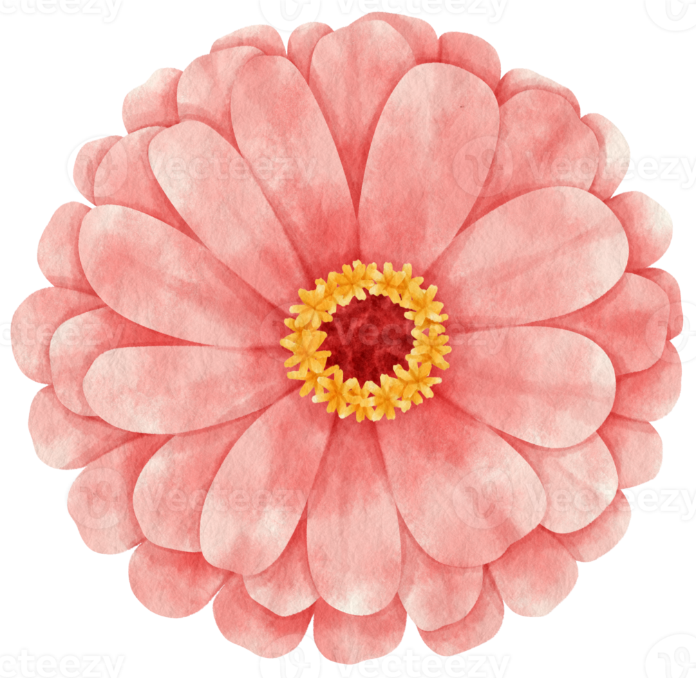 Pink flower watercolor painted for Decorative Element png