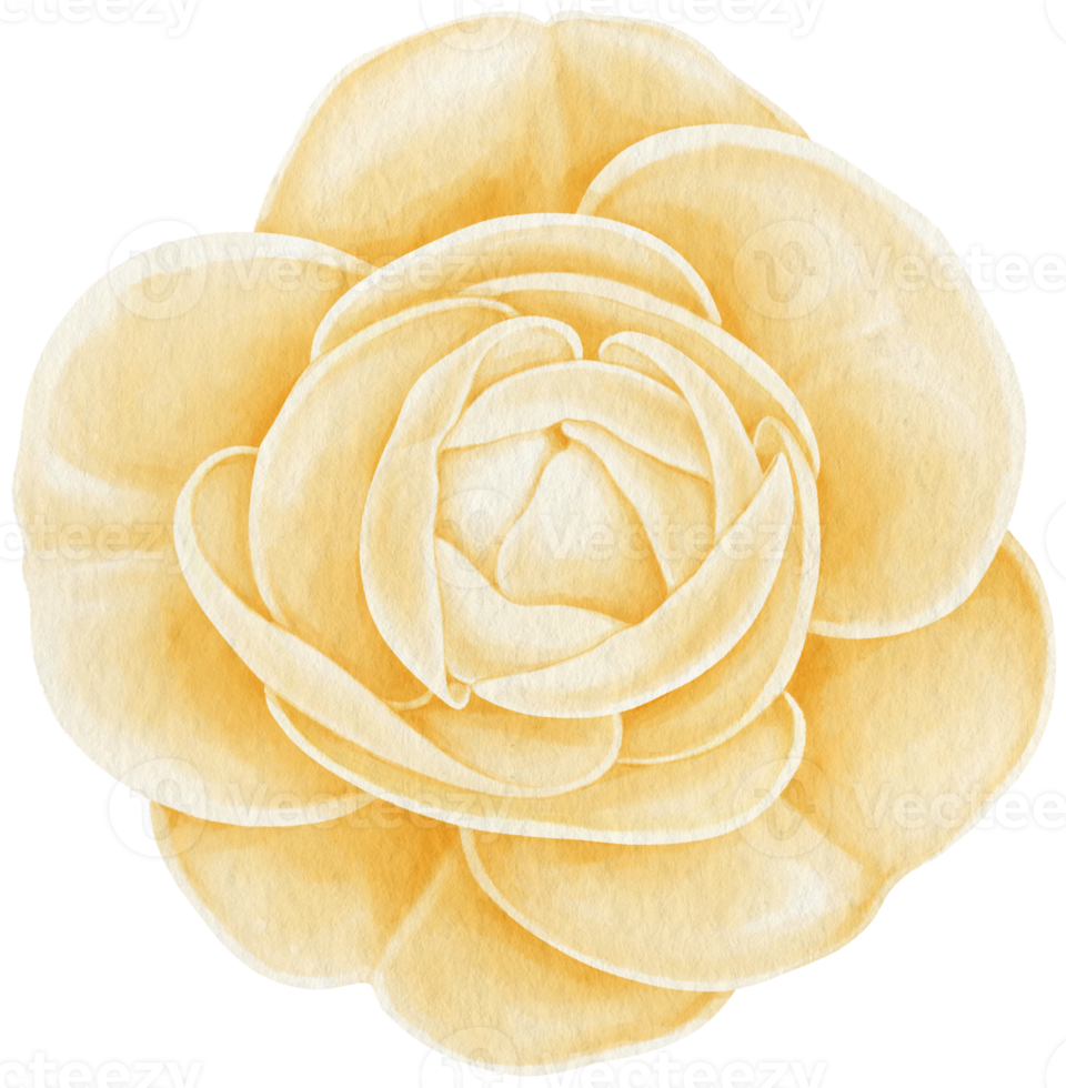 Beautiful rose flowers watercolor illustration png