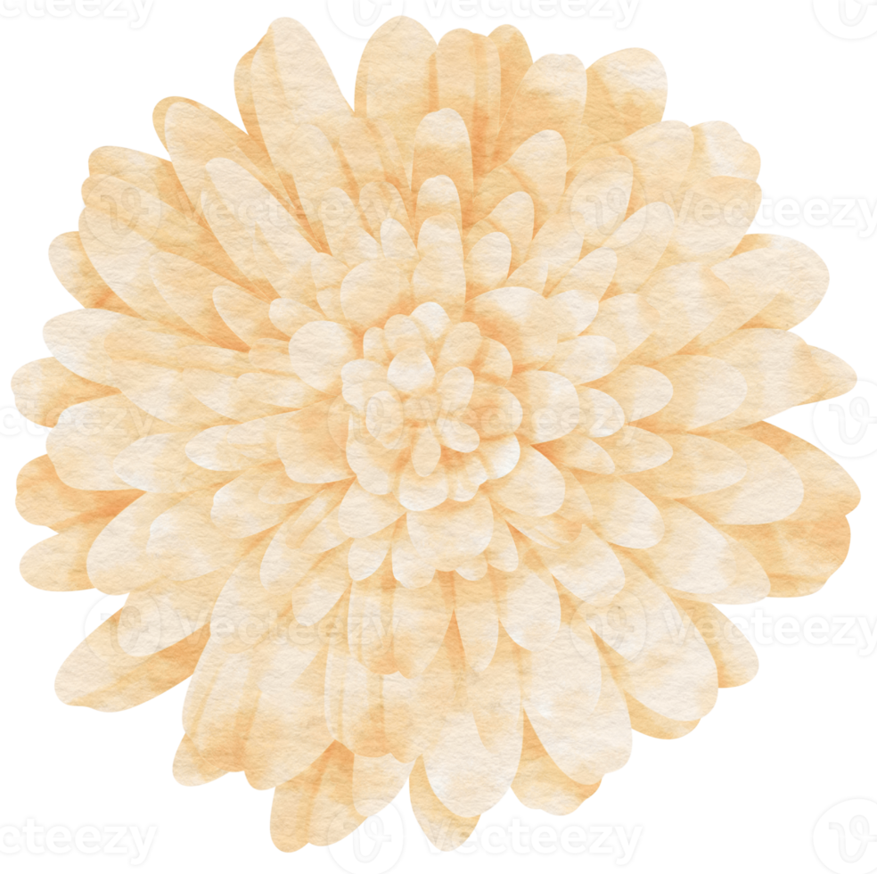 White flower watercolor painted for Decorative Element png