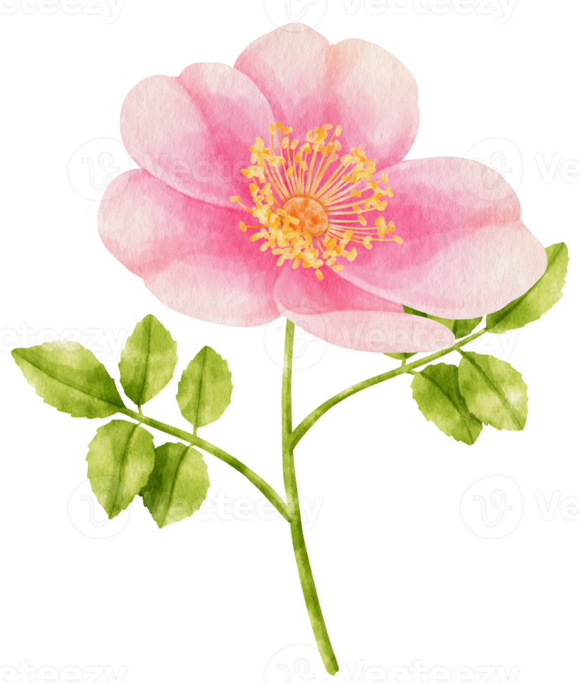 ilustração em aquarela de flores rosas cor de rosa png